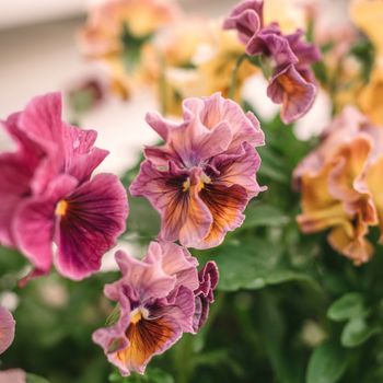 Pansy Chianti Mixed F1