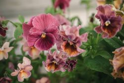 Pansy Chianti Mixed F1