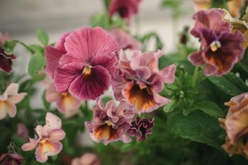Pansy Chianti Mixed F1