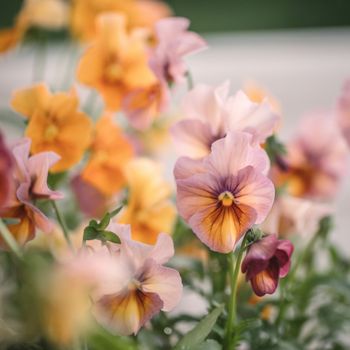 Pansy Nature Antique Shades F1