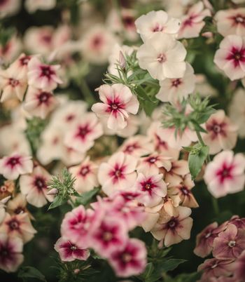 Phlox Cherry Caramel