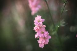 Riddarsporre Pretty Pink