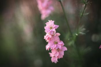 Larkspur Pretty Pink