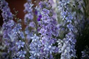 Larkspur Little Boy Blue