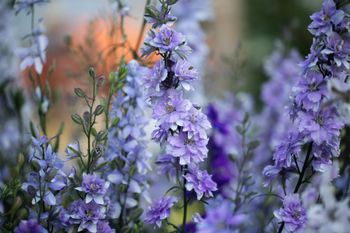 Larkspur Little Boy Blue
