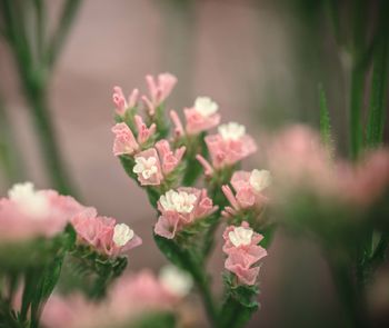 Statice Apricot Desire