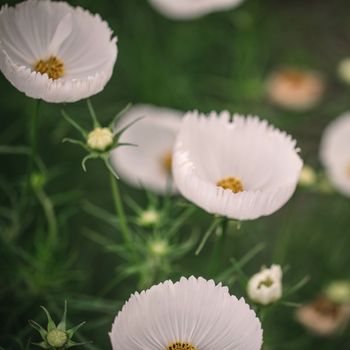 Cosmos Cupcakes White