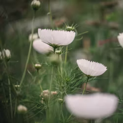 Cosmos Cupcakes White