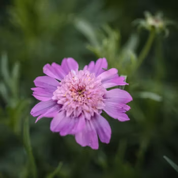 Rosenskära Popsocks Pink