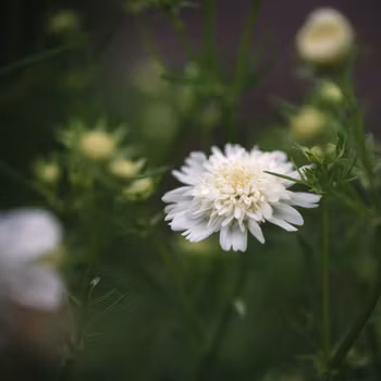 Rosenskära Popsocks White