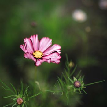 Cosmos Velouette