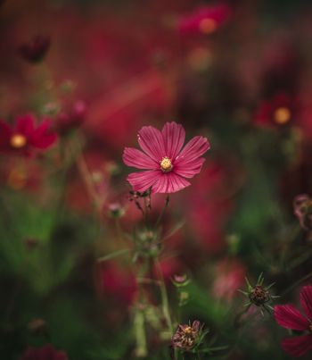 Cosmos Rubenza
