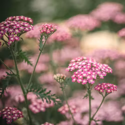 Yarrow Summer Pastels
