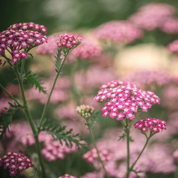 Yarrow Summer Pastels