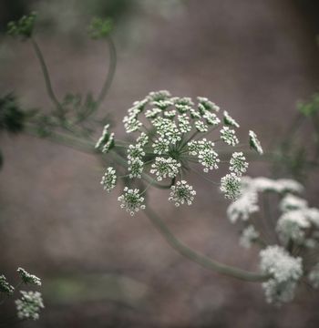 Bishop's Weed Graceland