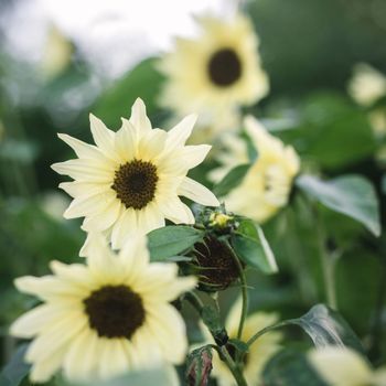Sunflower Butter Cream