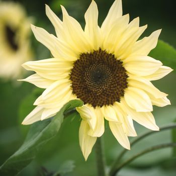 Sunflower Butter Cream