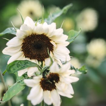 Sunflower Italian White
