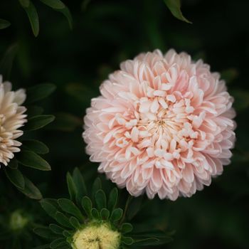 Aster Chrysanthemum Flowered Apricot
