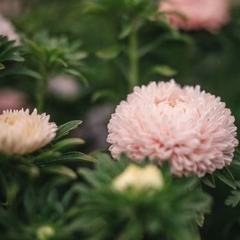 Aster Chrysanthemum Flowered Apricot