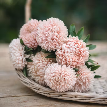 Aster Chrisantella Lotus Flower