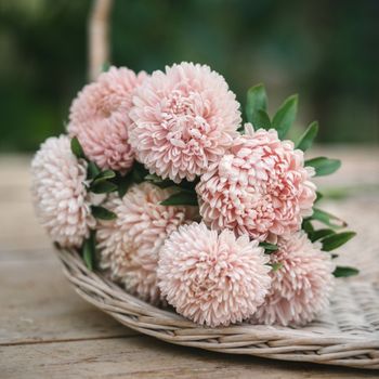 Aster Chrisantella Lotus Flower