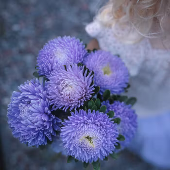 Aster Chrisantella Moonstone