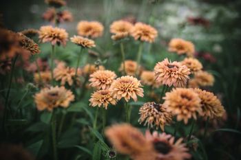 Rudbeckia Caramel Mixed