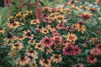 Rudbeckia Caramel Mixed