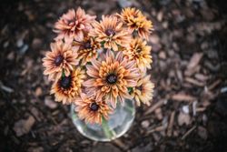 Rudbeckia Sahara