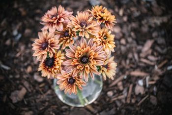 Rudbeckia Sahara