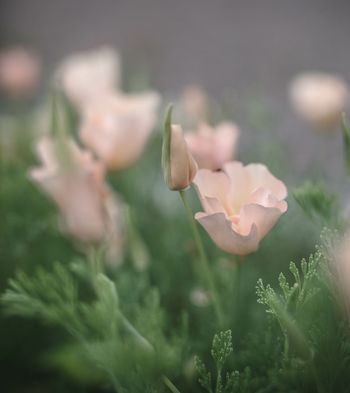 Californian Poppy Thai Silk Pink Champagne