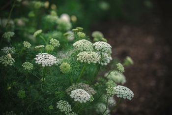 Bishop's Weed Green Mist