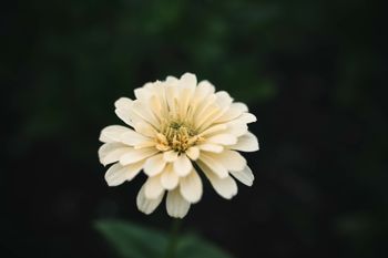 Zinnia Isabellina