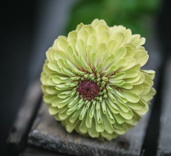 Zinnia Queen Lime Blush