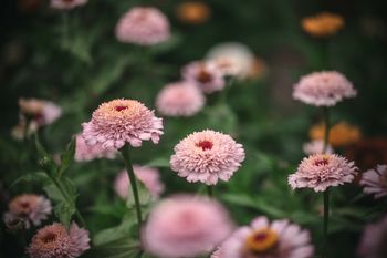 Zinnia Zinderella Lilac