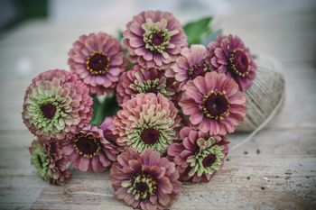 Zinnia Queen Lime Red