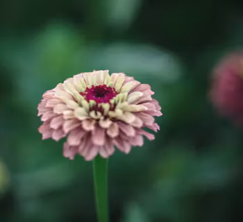Zinnia Queen Lime Red