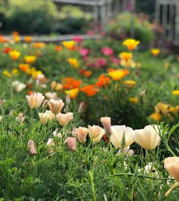Californian Poppy Thai Silk Pink Champagne