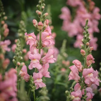 Lejongap Costa Light Rose F1
