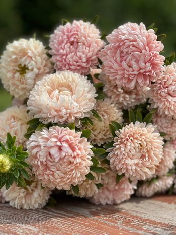 NYHET! Aster Chrisantella Mother of Pearl