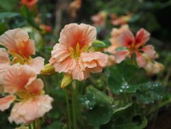 NYHET! Blomsterkrasse Salmon Baby