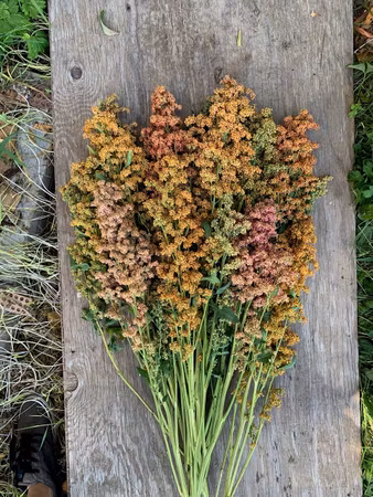 Bukettquinoa Brightest Brilliant