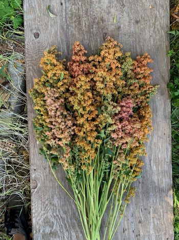 NYHET! Bukettquinoa Brightest Brilliant