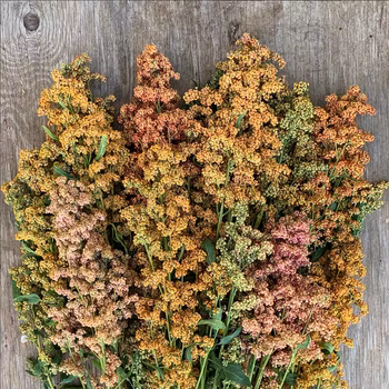 Bukettquinoa Brightest Brilliant