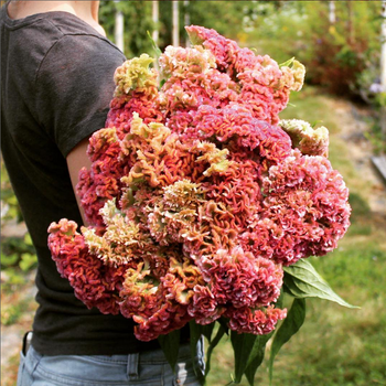 NYHET! Celosia Delhi Pearl