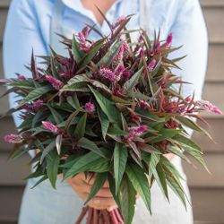 NYHET! Celosia Flamingo Purple