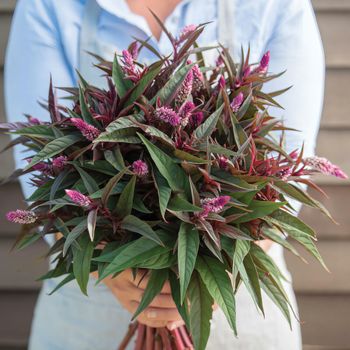 NYHET! Celosia Flamingo Purple