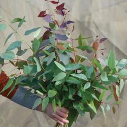 NYHET! Eucalyptus Tereticornis