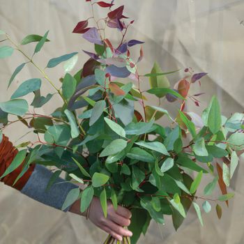 NYHET! Eucalyptus Tereticornis